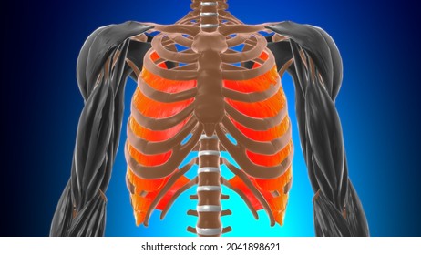 316 Internal intercostal Images, Stock Photos & Vectors | Shutterstock