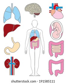 Internal Organs Human Stock Illustration 191585111 | Shutterstock