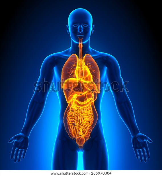 Internal Organs Male Organs Human Anatomy Stock Illustration 285970004