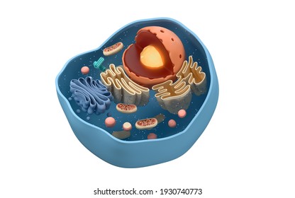 Internal Structure Of An Animal Cell, 3d Rendering. Section View. Computer Digital Drawing.