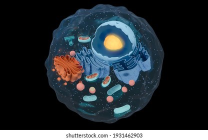 Internal structure of an animal cell, 3d rendering. 
