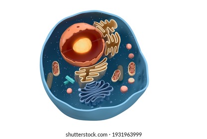 Internal Structure Of An Animal Cell, 3d Rendering. Section View. Computer Digital Drawing.