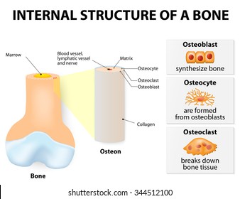 Internal Structure Of A Bone. 3 Types Of Cells Are Found Within Bone Tissue: Osteoblasts, Osteocytes, And Osteoclasts