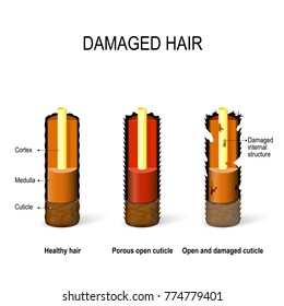 internal structure of the Healthy and damaged hair: cuticle, cortex, medulla. Porous, Open and damaged cuticle