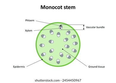 Internal structure of monocot stem. Diagram.