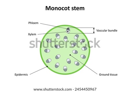 Internal structure of monocot stem. Diagram.