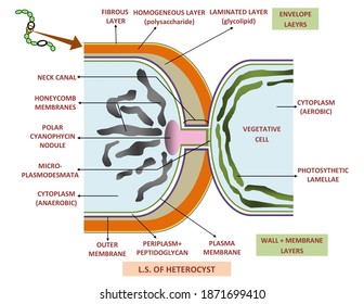 Heterocysts Images, Stock Photos & Vectors | Shutterstock