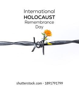 International Holocaust Remembrance Day. Barbed Wire With White Background