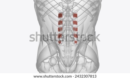 The intertransversarii muscles attach between the transverse processes of adjacent lumbar vertebrae  3d illustration
