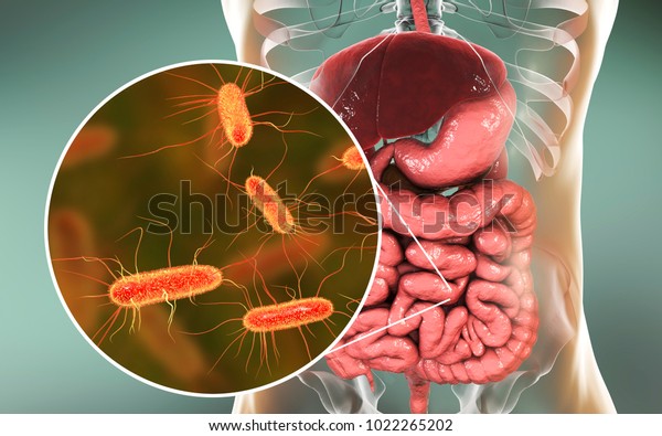 Intestinal microbiome, 3D illustration showing\
anatomy of human digestive system and enteric bacteria Escherichia\
coli, E. coli, colonizing jejunum, ileum, other parts of intestine.\
Gut normal\
flora