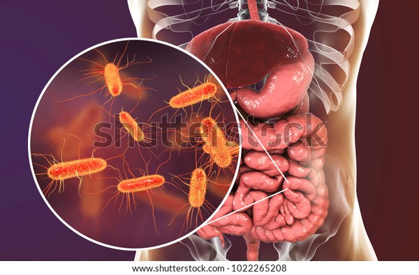 Intestinal microbiome, 3D illustration showing\
anatomy of human digestive system and enteric bacteria Escherichia\
coli, E. coli, colonizing jejunum, ileum, other parts of intestine.\
Gut normal\
flora