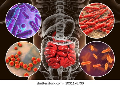 Intestinal microbiome, bacteria colonizing different parts of digestive system, Bifidobacterium, Lactobacillus, Enterococcus and Escherichia coli, 3D illustration