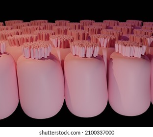 Intestinal Villi Has Many Microvilli Projecting From The Enterocytes Of Its Epithelium 3d Rendering