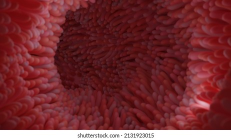 583 Intestine lining and villi Images, Stock Photos & Vectors ...