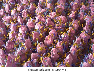 Intestinal Villi. Small Finger-like Projections That Extend Into The Lumen Of The Small Intestine. Gut Bacteria, Flora, Microbiome. 3d Illustration.