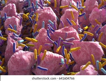 Intestinal Villi. Small Finger-like Projections That Extend Into The Lumen Of The Small Intestine. Gut Bacteria, Flora, Microbiome. 3d Illustration.