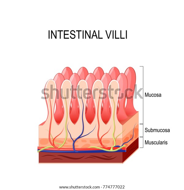 Intestinal Villi Small Intestine Lining Stock Illustration 774777022