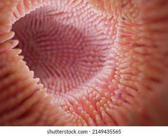 Intestine Microvilli Close Up 3d Render. Gut Microbiome And Digestive System Of Human 