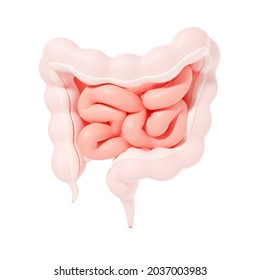 Intestines Internal Organ 3d Illustration