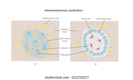 Intramembranous Ossification, Bone Ossification, Cells, Osteoblast, Osteoclast