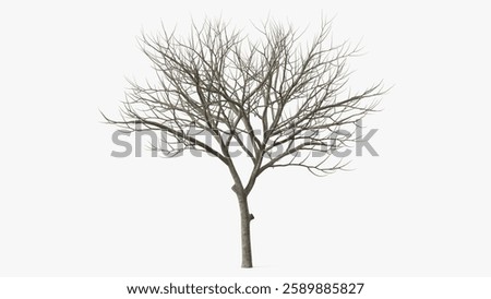 Intricate representation of a leafless tree ideal for adding realism to winter or barren landscapes.