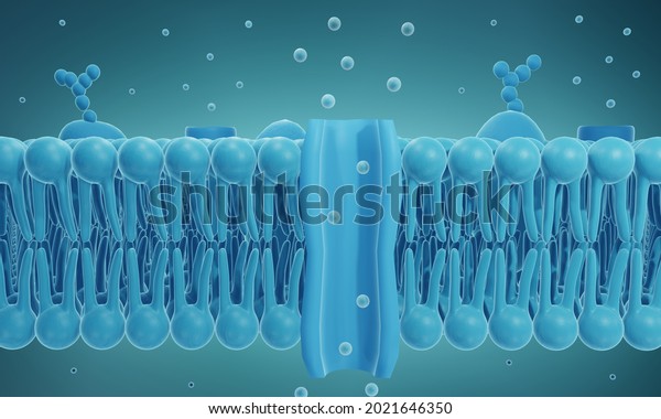 Ion channel in\
cell membrane ,3d\
illustration