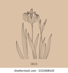 Iris floral botanical flower. Wild spring leaf wildflower isolated. Black and white engraved ink art. Isolated irises illustration element