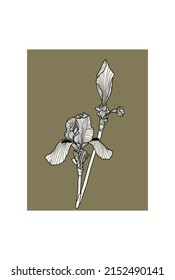 Iris floral botanical flower. Wild spring leaf wildflower isolated. Black and white engraved ink art. Isolated irises illustration element.