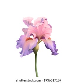 Iris Flower. Hand Drawn Realistic Digital Illustration Isolated On White Background.