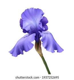 Iris Flower. Hand Drawn Realistic Digital Illustration Isolated On White Background.