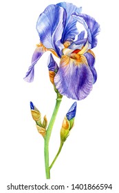 iris flower on an isolated white background, watercolor painting, botanical illustration