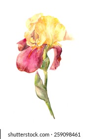Iris flower. Watercolor