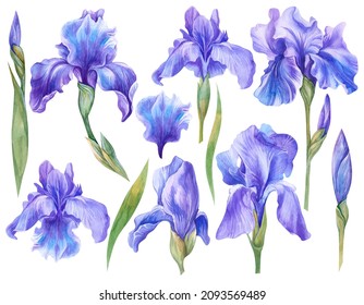 Iris Flower Watercolor Set In Violet Colour