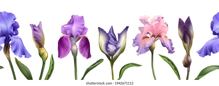 Iris Flowers Horizontal Seamless Pattern. Hand Drawn Realistic Digital Illustration Isolated On White Background