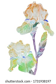 Iris Painting Watercolor On White Background Stock Illustration ...