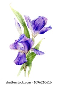 Irises flowers. Hand painted watercolor.  Desing element in white background.