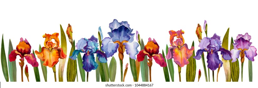 Irises red, purple, yellow and blue isolated on white.  Watercolor iris flowers on white.