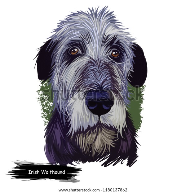 白い背景にアイルランドのウルフハウンド クー クー ファオイルの犬のデジタルアートイラスト アイルランド原産の猟犬とパリア犬 ペットの手描きのポートレート ウェブ印刷用のグラフィッククリップアートデザイン のイラスト素材