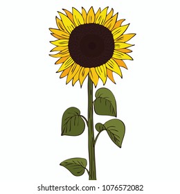 Isolate helianthus or sunflower on white background. Close up clipart with shadow in flat realistic cartoon style. Hand drawn icon. Raster version of illustration