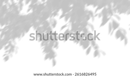 Isolate shadow trees branches dynamic movement on white backgrounds 3d rendering