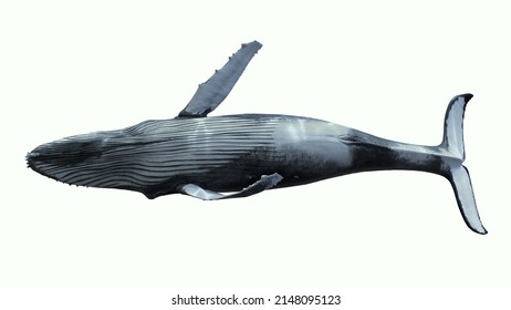 Isolated 3d Humpback Whale Swimming Roll On White Background
Animation Footage Available On Shutterstock Video
3d Rendering