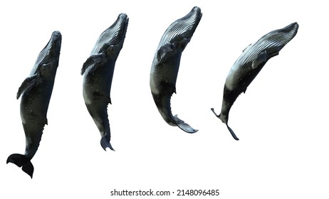 Isolated 3d Humpback Whale Swimming Breaching Jump On White Background
Animation Footage Available On Shutterstock Video
3d Rendering