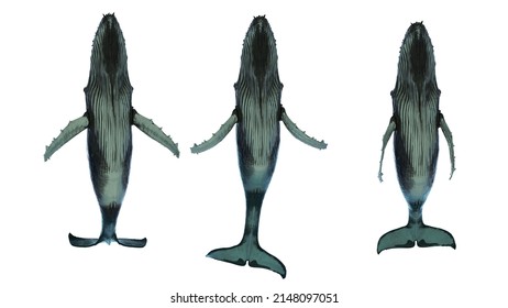 Isolated 3d Humpback Whale Swimming Bottom View- Low Angle On White Background
Animation Footage Available On Shutterstock Video
3d Rendering