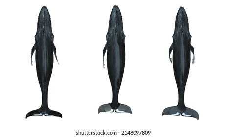 Isolated 3d Humpback Whale Swimming Top View - High Angle On White Background
Animation Footage Available On Shutterstock Video
3d Rendering