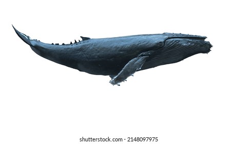 Isolated 3d Humpback Whale Swimming Side View On White Background
Animation Footage Available On Shutterstock Video
3d Rendering