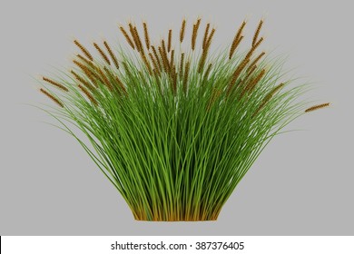 Isolated 3d Rendered Grass   With Alpha Channel