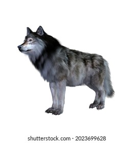 107 Wolf Shifter Images, Stock Photos & Vectors | Shutterstock