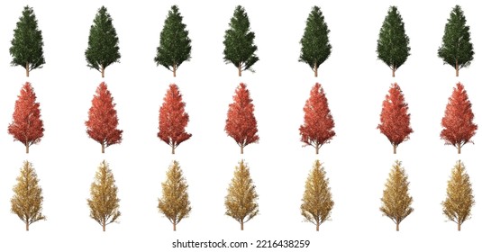 Isolated Big Ceder Tree Collection Set