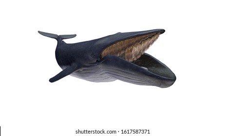 Isolated Blue Whale Opened Mouth Diagonal Left View On White Background Ready To Cutout 3d Rendering