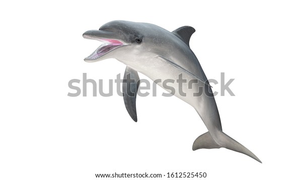 白い背景にボトレノースイルカが口を開き 斜めのビューをジャンプし 3dレンダリングを準備 のイラスト素材
